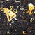 Apricot Black Tea