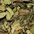 Bai Mu Dan Organic China White Tea