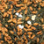 Genmaicha Organic Japanese Green Tea