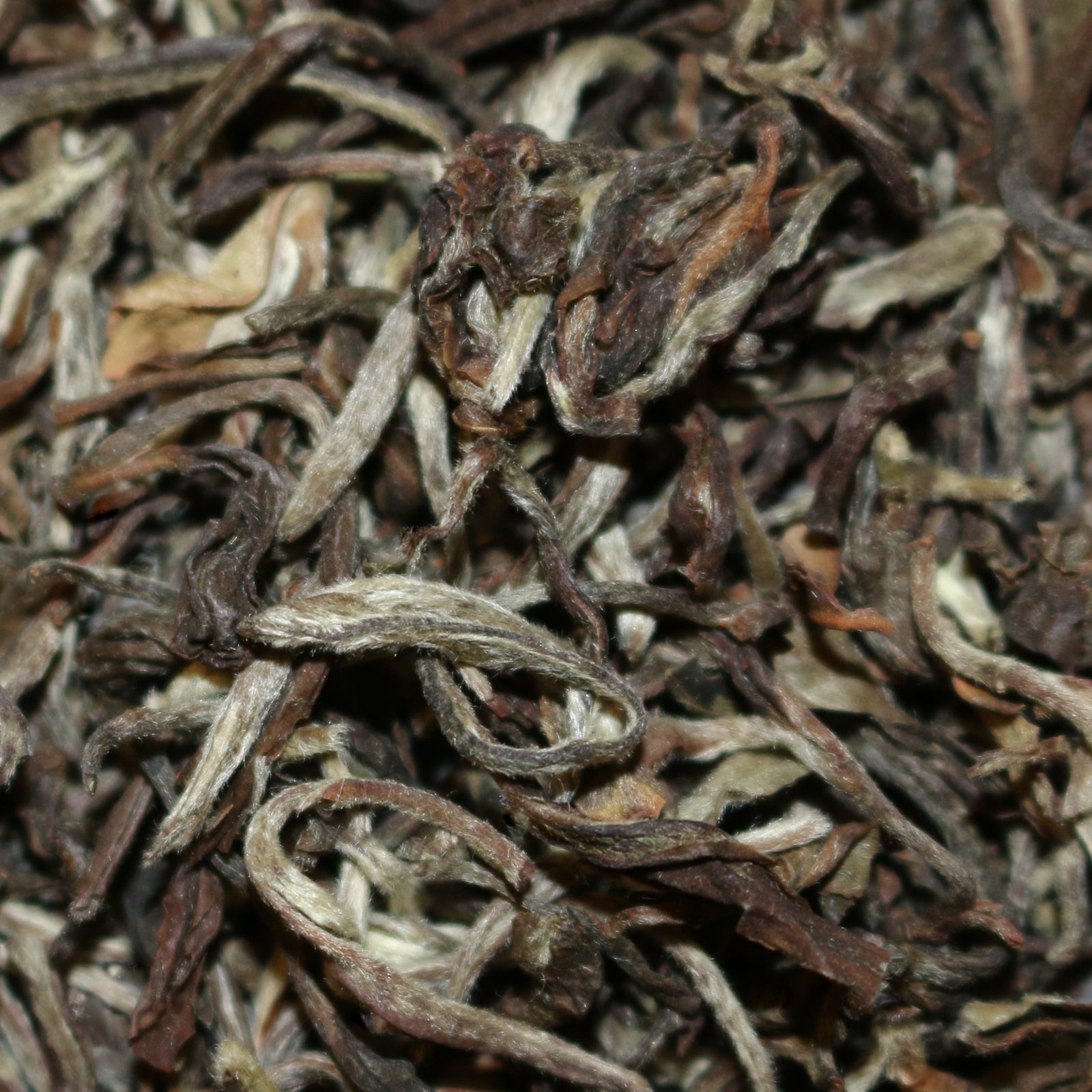 Glenburn Estate Moonshine Darjeeling India White Tea