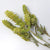 Greek Mountain Tea Whole Panicle Organic Herbal Tisane