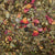 Guayusa Hibiscus Berry Organic Herbal Tisane