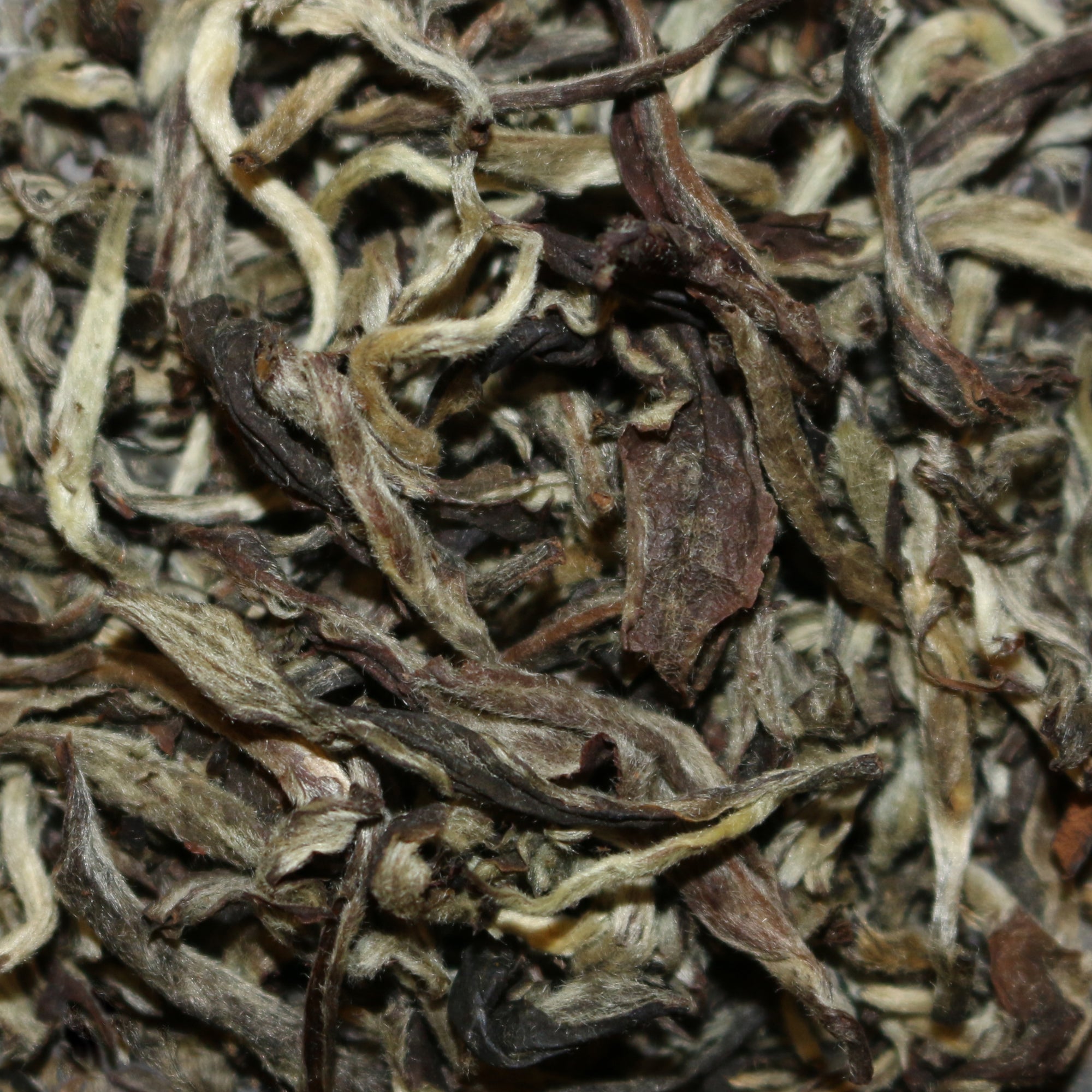 Himalayan Organic Nepal White Tea