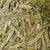 Longjing Organic China Green Tea