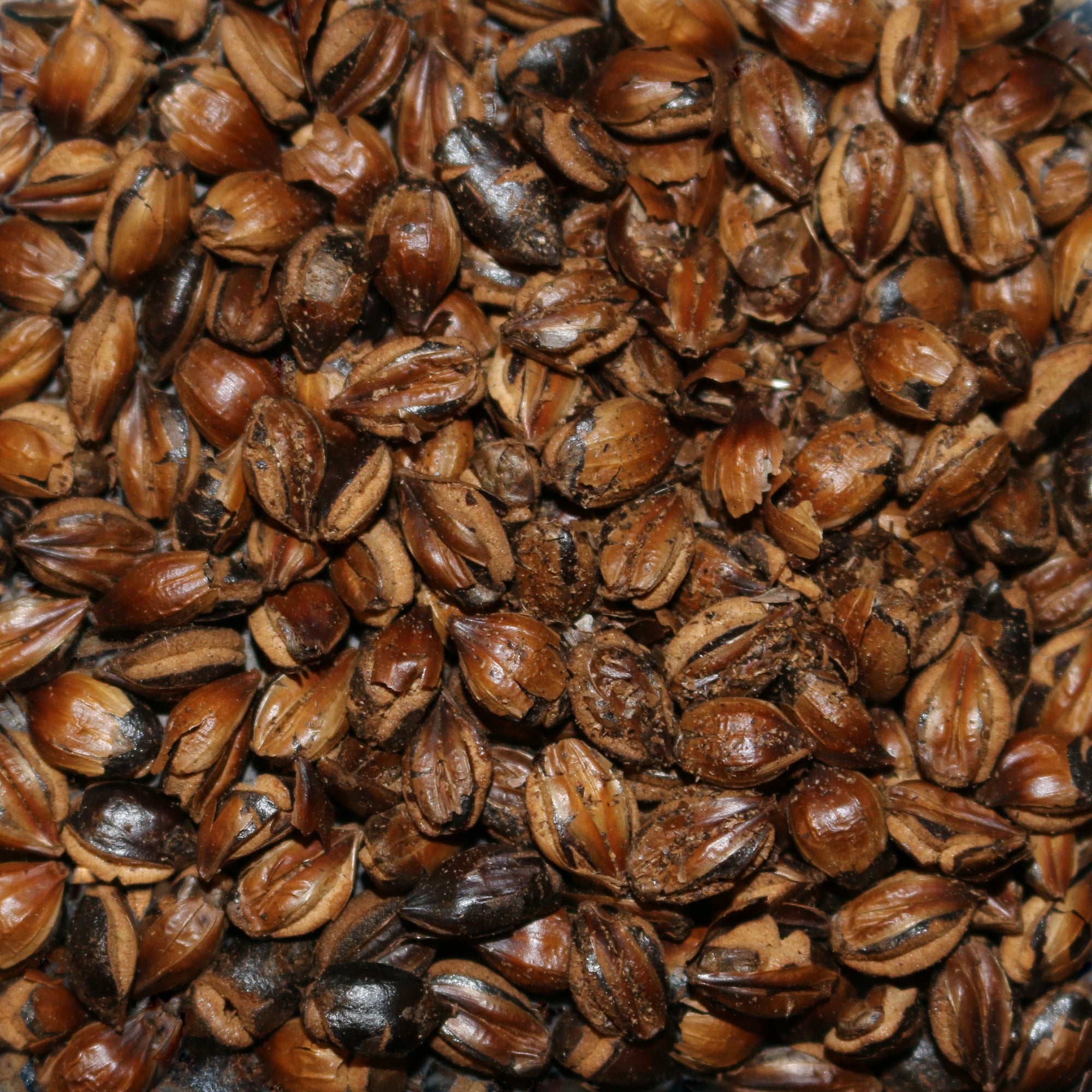 Mugicha Herbal Tisane