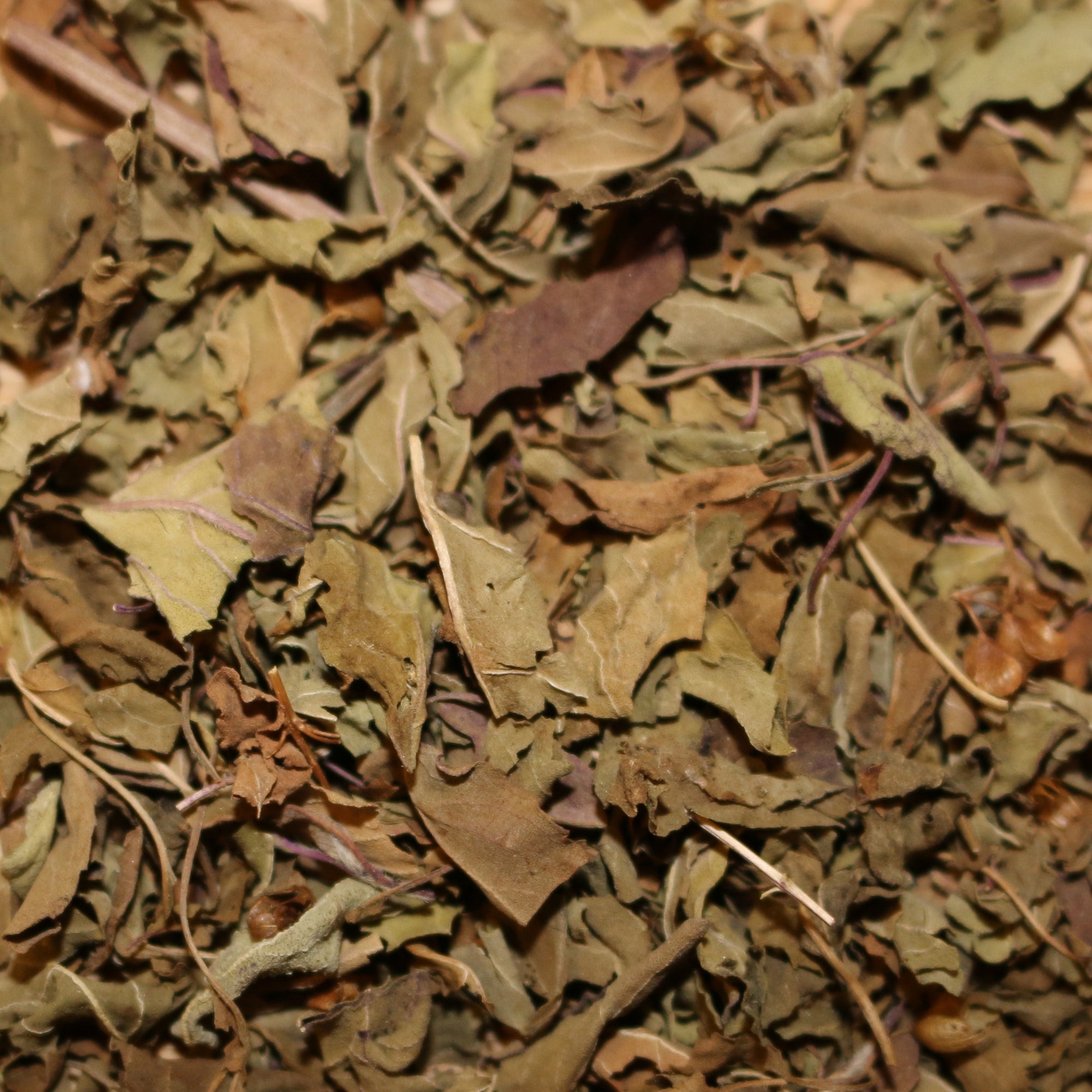 Tulsi (Holy Basil) Green Leaf Organic Herbal Tisane