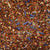 Rooibos Coconut Lavender Herbal Tisane